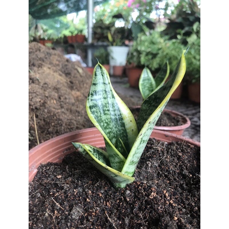 Lưỡi hổ Thái trung, Size để bàn