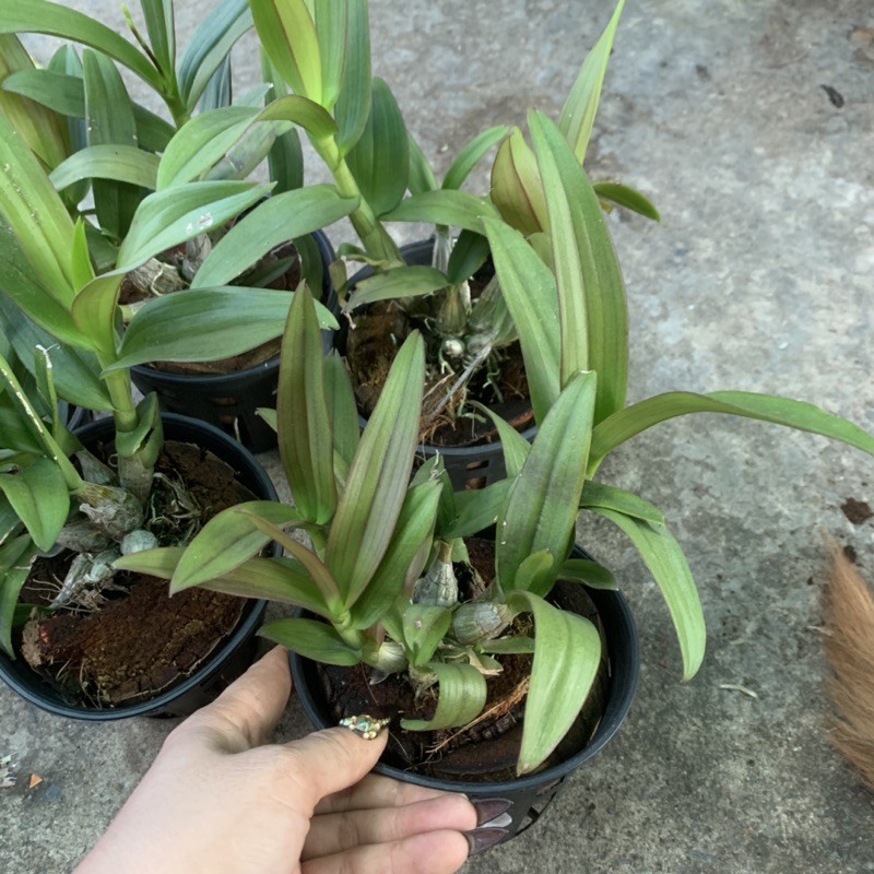 Lan Mini yaya chậu sắp cho vòi