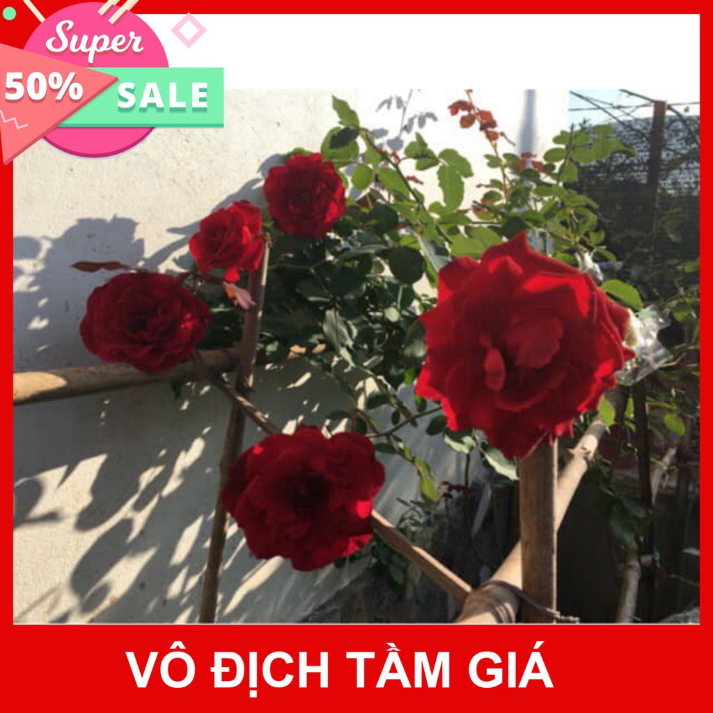 Giống Chuẩn Cây Hoa hồng ngoại
