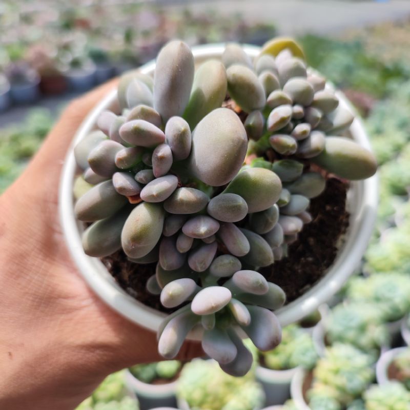 Sen Đá Sỏi Nâu Hồng Size Trung 10-12cm, Vườn Sen Đá PANDAA GARDEN Đà lạt Khoẻ Đẹp, Thích Nghi Mọi Khí Hậu, Lỗi 1 Đổi 1