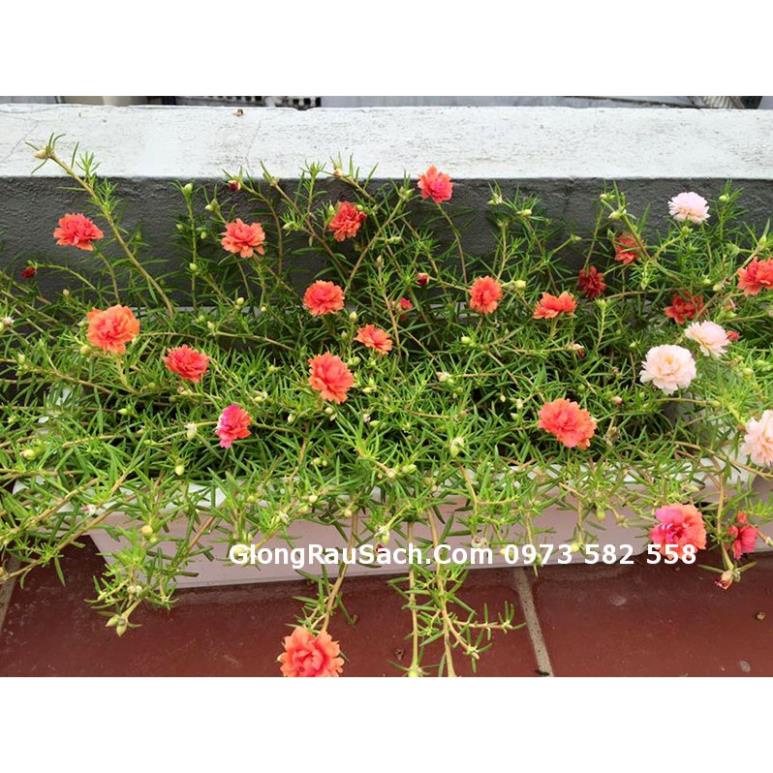 Chậu Nhựa Dài Thông Minh Size 48x20x16cm kèm móc treo chậu