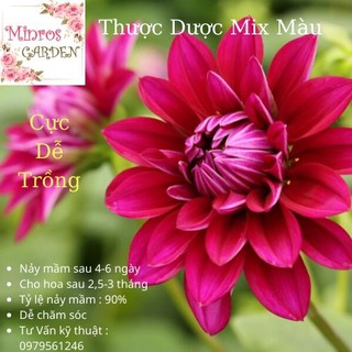 [500 hat] Hạt giống hoa thược dược mix màu, cực dễ mọc, này mầm sau 5-6 ngày, cho hoa sau 2.5-3 tháng