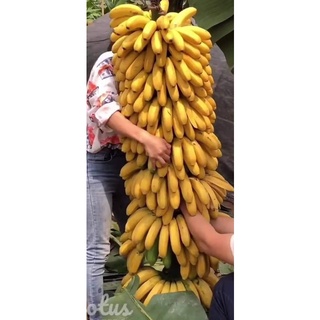 Giống cây Chuối Tây Lùn