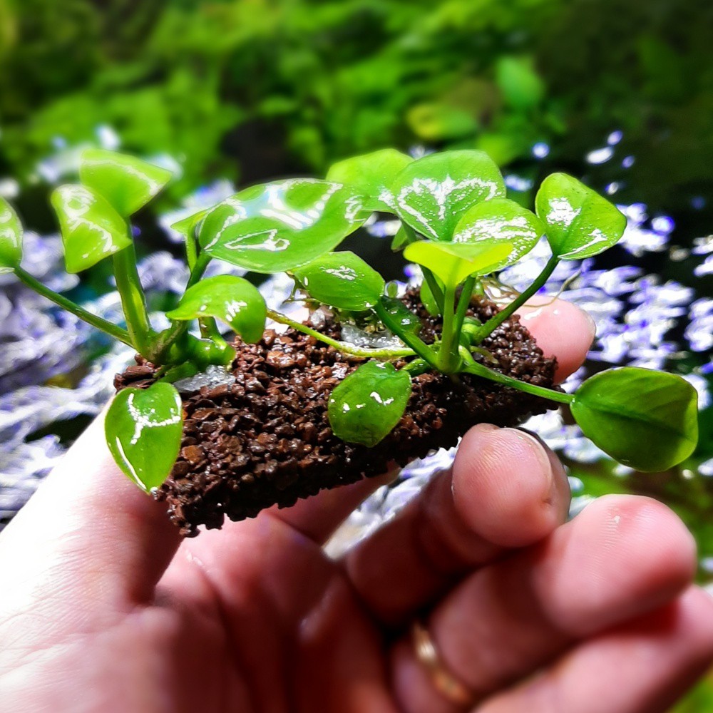 Giá Thể Ươm Cây Napad | Giá Thể Ươm Ráy, Bucep... | Phụ kiện thuỷ sinh Nấm Aquatools