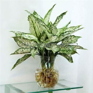 Cây Ngọc Ngân - Kèm Chậu Sứ