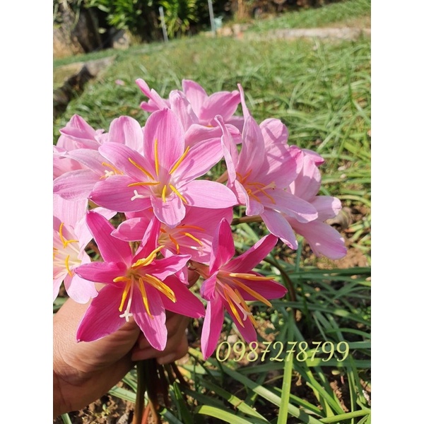 Củ hoa huệ mưa ngoại bông to 1kg.