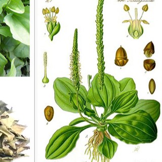 Hạt giống cây mã đề - Gói 2gram