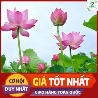 🌷10H_HẠT GIỐNG SEN TA (TÚI ZIP)🌷