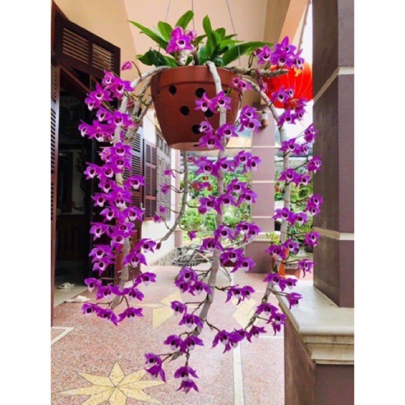 10 móc kẽm chia 3 treo giỏ Phong Lan, giỏ hoa cây cảnh 75 cm