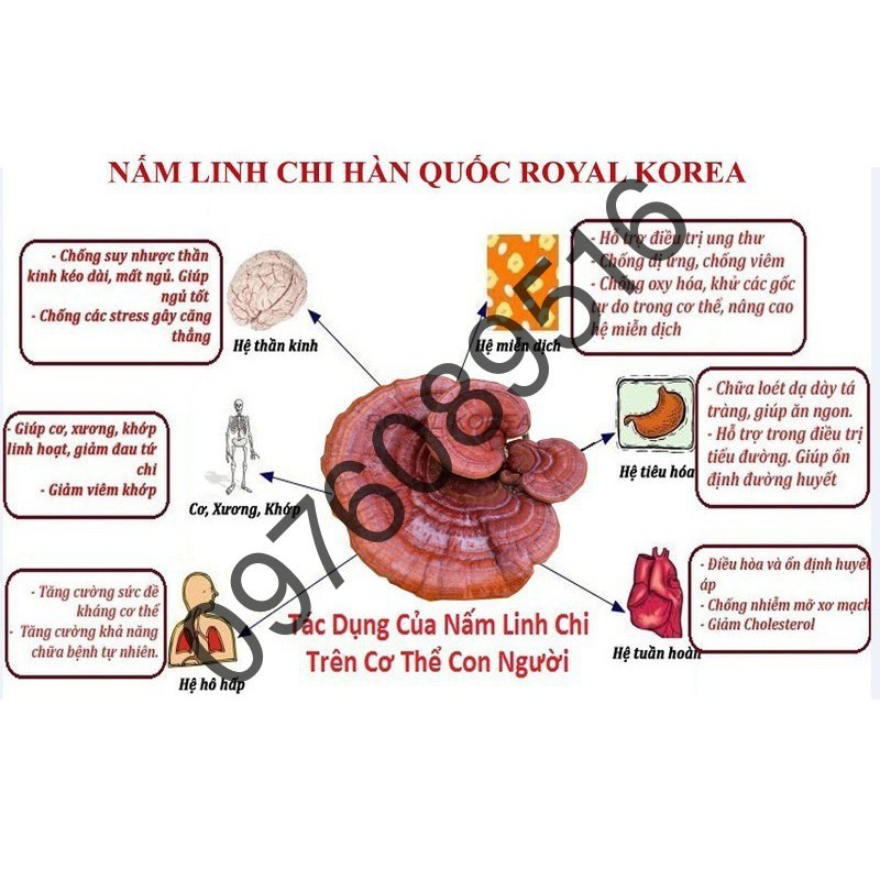 Nấm Linh Chi Đỏ Thượng Hạng Hàn Quốc