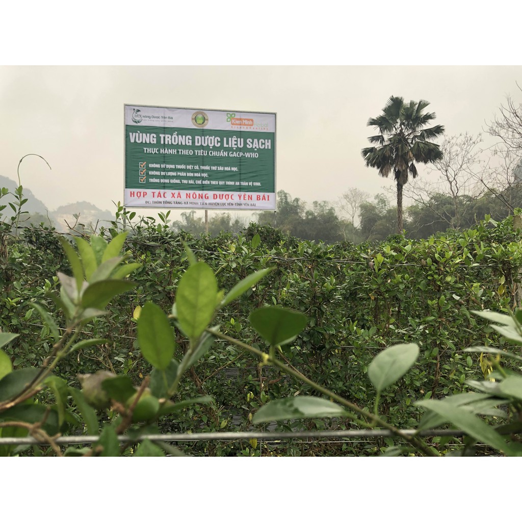 Cao dây thìa canh 100gr  - Nông Dược Yên Bái