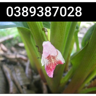 cây ngải bún giống