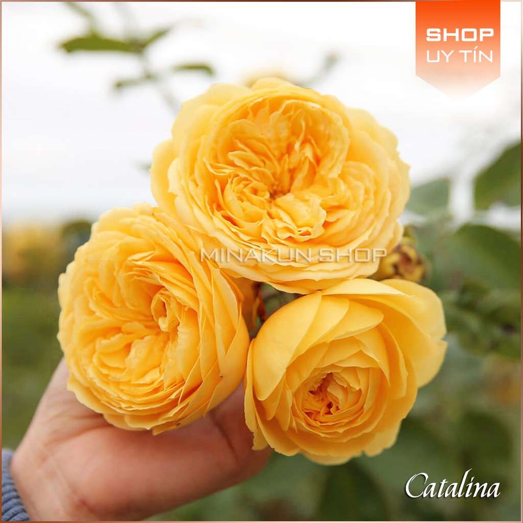 Hoa hồng ngoại Catalina cực đẹp MinaKun Shop