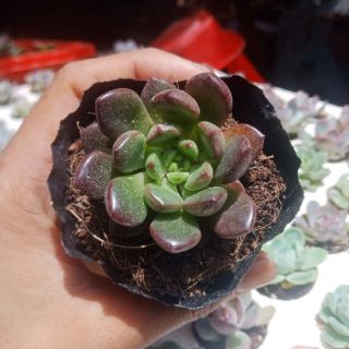 Sen đá giống mới runy đỏ