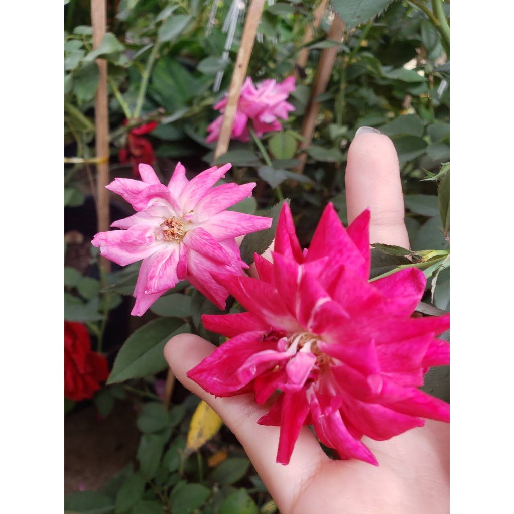Hoa Hồng Cổ Tàu