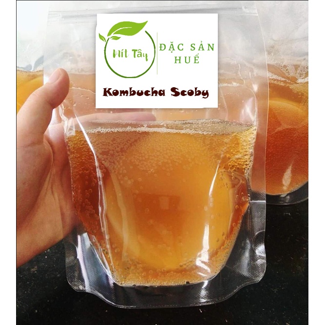 Nấm KOMBUCHA Nấm Thuỷ Sâm SCOBY KOMBUCHA