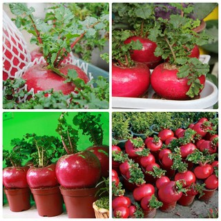 HẠT GIỐNG CỦ CẢI ĐỎ KHỔNG LỒ