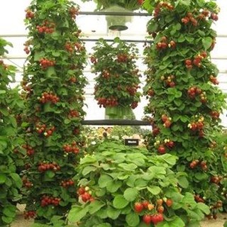 Gói 100 hạt giống dâu tây leo giàn