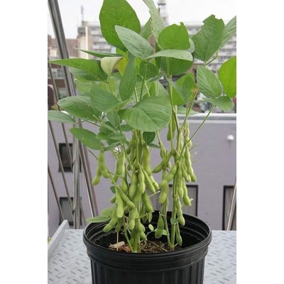 5 LẠNG HẠT GIỐNG ĐẬU NÀNH