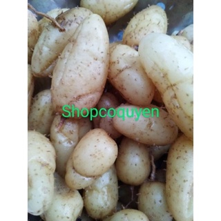 củ lùn tròn 5 củ mầm đã lên mầm