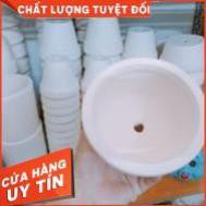 Chậu Trồng Sen Đá