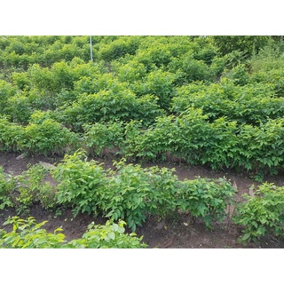 GÓI 30 HẠT GIỐNG RAU NGÓT