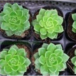 Sen đá ngọc bích - Đà Lạt - Lỗi 1 đổi 1