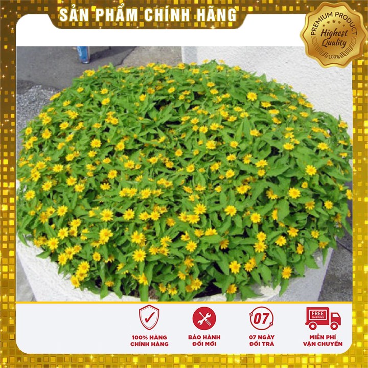 Hạt Giống Hoa Cúc Mặt Trời ( 50 - 100 hạt )