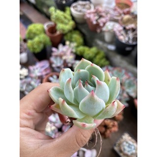 Sen đá bánh bao lửa