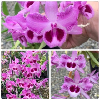 Lan phi điệp giả hạc 6 mắt lai cây giống 4_7 cm