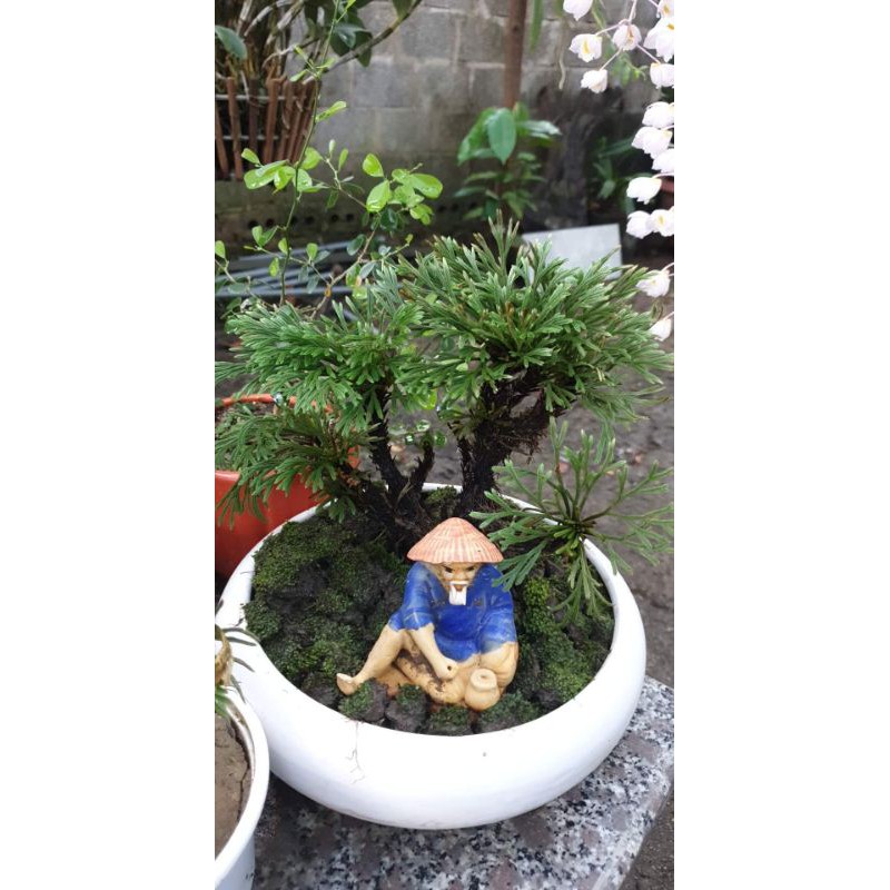 cây Trường sinh thảo kiểng bonsai, công dụng diệu kỳ trong y học