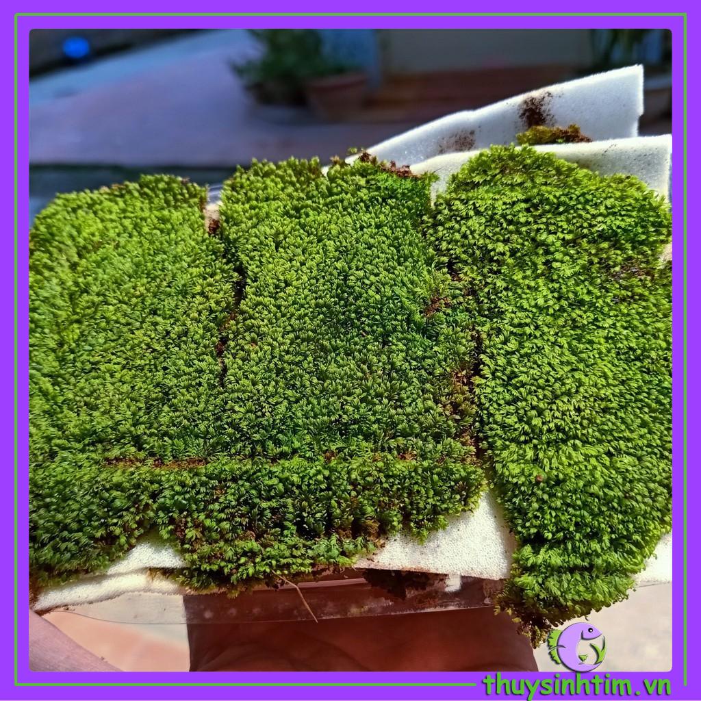 Rêu Minifiss Tấc Lá Nước (5 lớp rêu, hộp 13x10cm)