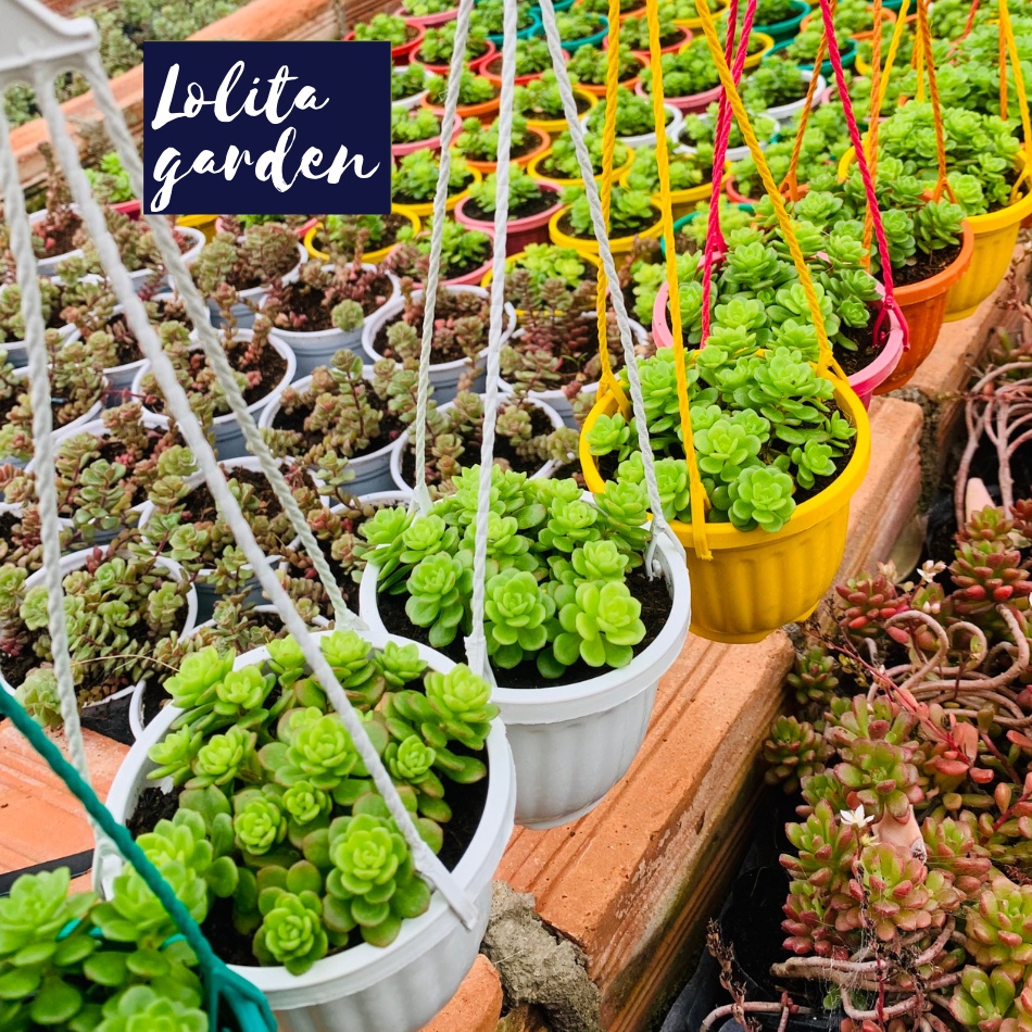 Sen đá sedum hoa hồng xanh chậu treo Đà Lạt size 9cm cây cảnh trang trí nhà cửa Lolita garden