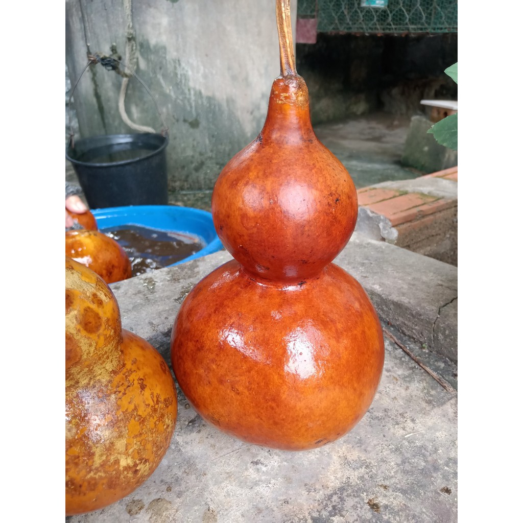 Quả bầu hồ lô tự nhiên phong thủy