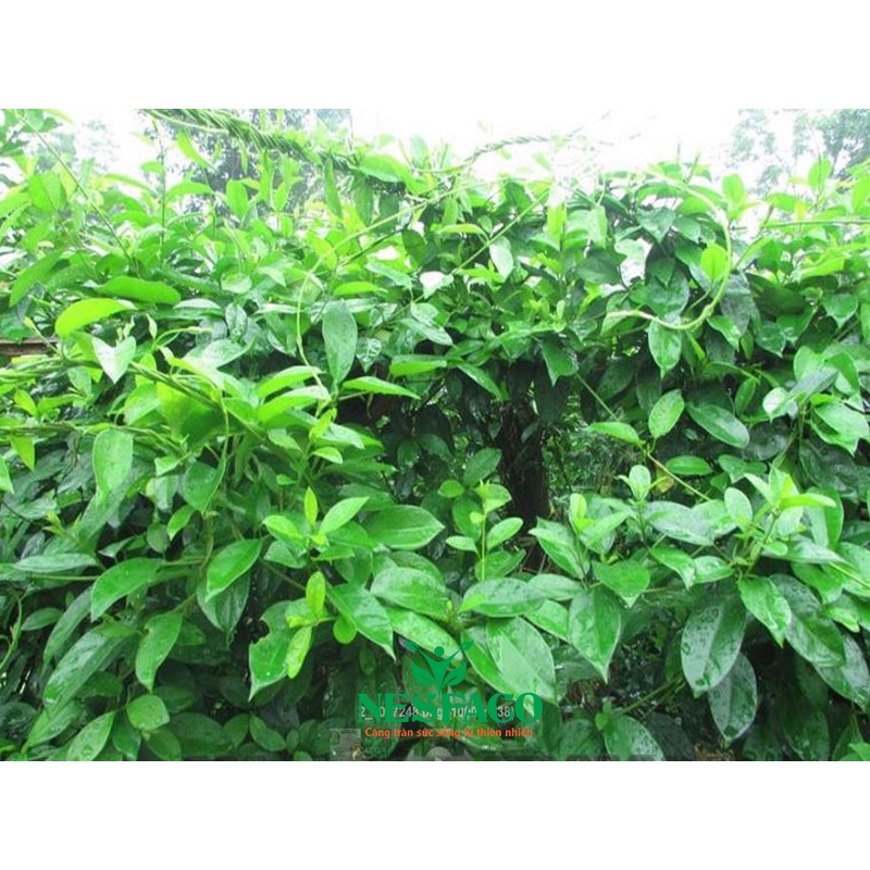 DÂY THÌA CANH