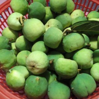 Hạt làm thạch trắng mác púp