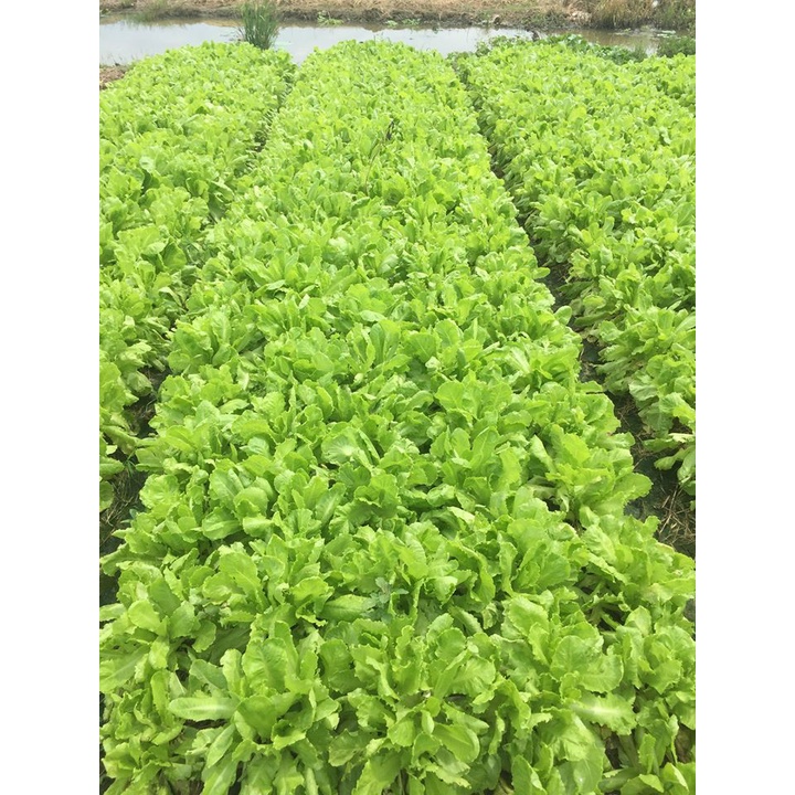 Phân Bón Tan Chậm Chuyên Dùng Cho Rau Ăn Lá RYNAN® VETAMATE 140 NPK 27-08-08+TE