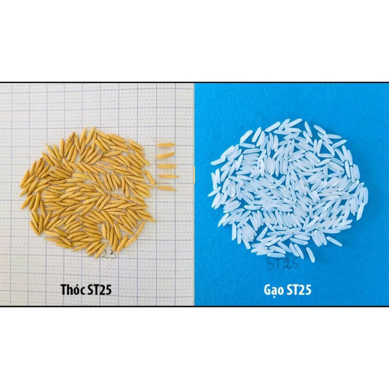 gạo St25 đặc sản Sóc Trăng bao ăn từng hạt 10kg