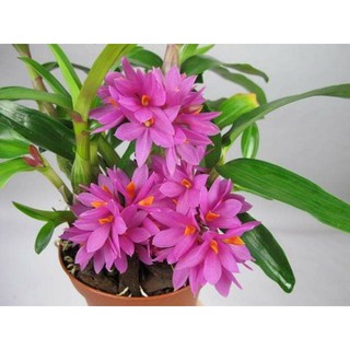 Hoa phong lan den hibiki