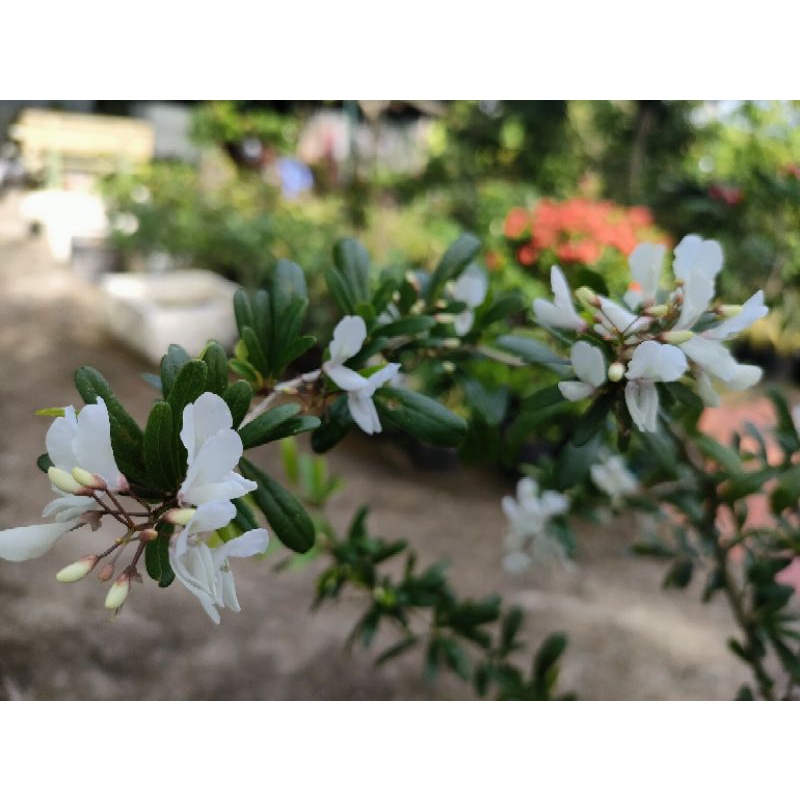 Cây linh sam trắng