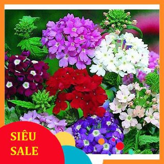 50 hạt giống hoa vân anh vietphat