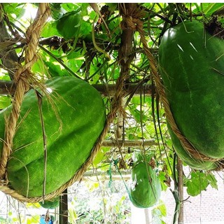 Hạt giống bí đao khổng lồ 5 hạt (TẶNG gói kích thích hỗ trợ hạt nảy mầm)