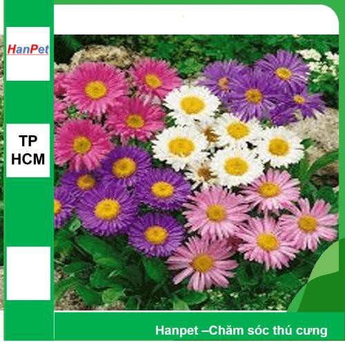 HCM- (HOA TRONG NHÀ) Hạt giống hoa Thạch thảo- Thuần hóa Phù hợp khí hậu Việt Nam -
