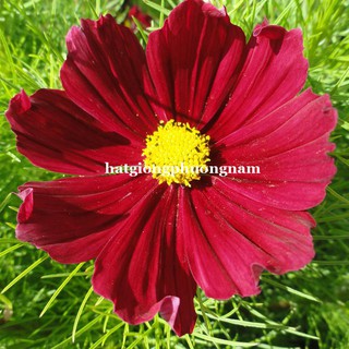 HẠT GIỐNG HOA SAO NHÁI CÁNH BƯỚM ĐỎ