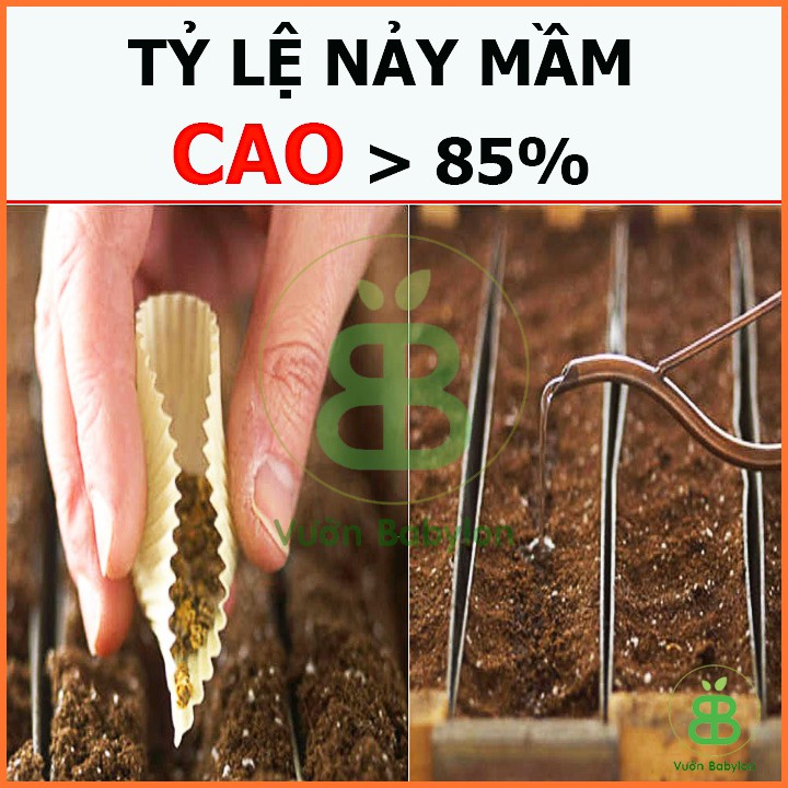 Hạt Giống Xà Lách Romaine Chịu Nhiệt, Giàu Dinh Dưỡng 2G