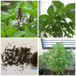 Hạt giống Rau Húng Quê Hạt giống rau gia vị HGTG
