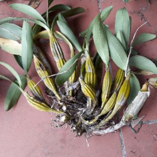 Hoa lan rừng. Tê  hoa là hoàng lạp