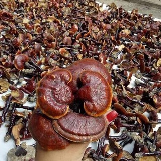 Nấm lim xanh Ba Chẽ 500gram