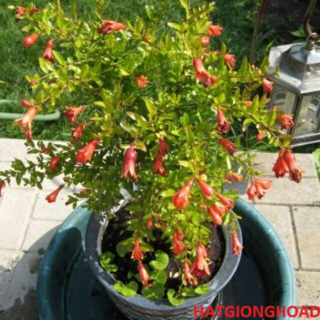 Hạt Giống Lựu Lùn (Dwarf Pomegranate Seeds)