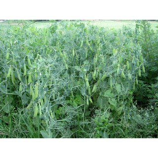 Hạt giống Đậu Hà Lan (50 gram) ☘️